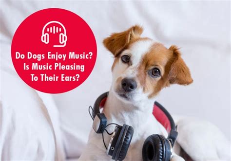 can dogs enjoy music? maybe they do, or maybe not?