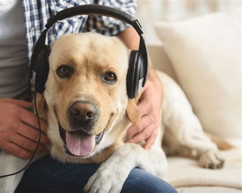 Do Dogs Like Music? An Insight into the Canine Audio Experience